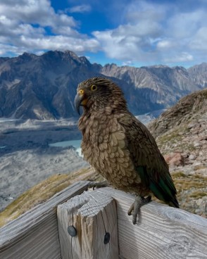 High above the Tasman Glacier, Caroline Hut isn’t just a haven for mountaineers — it’s also a favorite hangout for the cheekiest alpine locals: the kea.
These clever parrots are endlessly curious and love to inspect boots, backpacks, and anything left unattended. If you’re lucky, you’ll get to watch them soar across the ridge-lines at sunset, their calls echoing off the surrounding mountain faces.
These pics were captured last week on an Introductory Mountaineering Course at Caroline Hut.
📷 @elke_mountain_guide
#CarolineHut #Kea #KeaConservation #AorakiMountCook #AlpineRecreation #WildNewZealand #BackcountryBirdlife #AorakiMountCook
@keaconservation - The Best Day Hikes & Walking Trails in Aoraki Mount Cook - #295